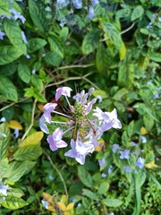 Obraz premium Plumbago auriculata, the Cape leadwort, blue plumbago or Cape plumbago, is a species of floweringPlumbago auriculata, the Cape leadwort, blue plumbago or Cape plumba plant in the family Plumbaginaceae