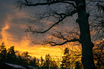 Naklejka na ściany i meble sunset in the forest, nacka,sweden,sverige,Mats