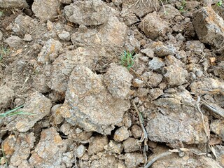 Plant in dried cracked mud