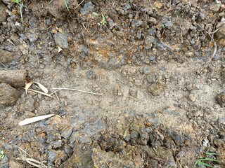 Plant in dried cracked mud