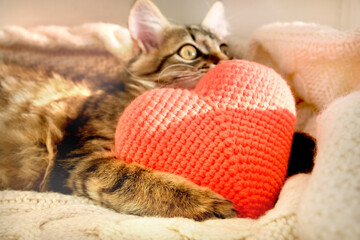 Pretty cute kitten relaxing on the bed with red heart. Tabby cat. Funny pets. Valentines Day, Birthday, Dating