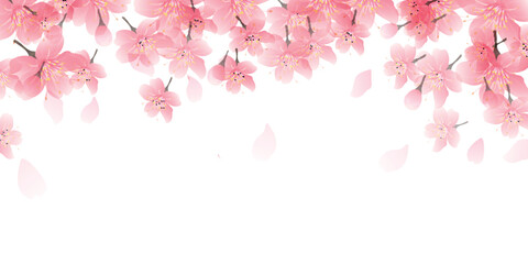桜　春　花びら　背景	
