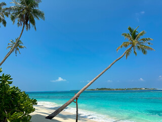 Summer palm tree  and Tropical beach with blue  of seashore background