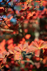 red autumn leaves