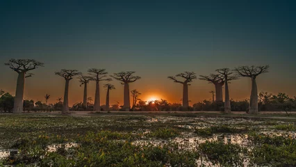 Selbstklebende Fototapeten A fantastic alley of baobabs at sunset. The setting sun hides behind the bushes, illuminating the blue sky with orange. Silhouettes of tall trees with thick trunks and compact crowns.  Madagascar.  © Вера 
