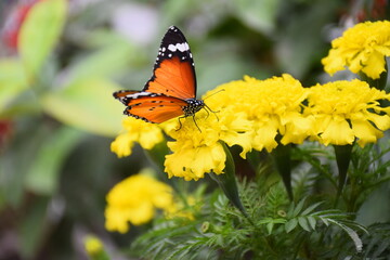 butterfly on flower