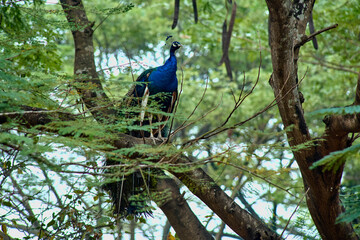 Fototapeta premium peacock on a tree