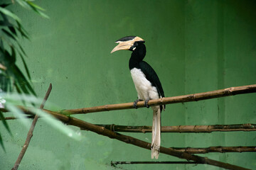Eastern Yellow-billed Hornbill bird