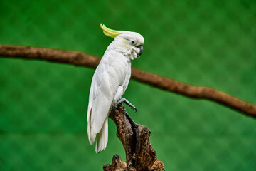 Cacatua galerita - Sulphur-crested Cockatoo sitting on the branch in Australia. White and yellow cockatoo with green background.