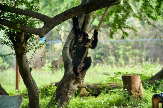 Portrait of chimpanzee stock photo