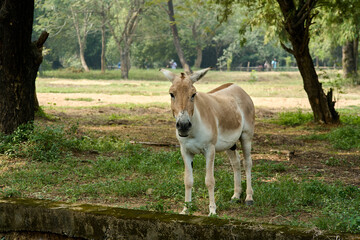 Naklejka na ściany i meble The Indian wild ass, also called the Indian onager 