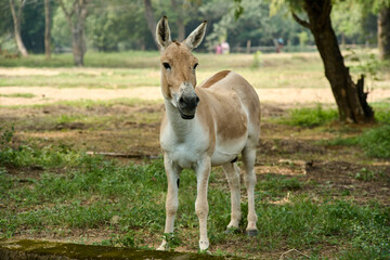 Naklejka na ściany i meble The Indian wild ass, also called the Indian onager 