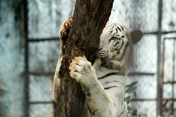 White tiger or bleached tiger is a leucitic pigmentation variant of the mainland Asian tiger. Bengal tiger
