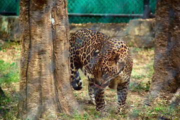 leopard is one of the five extant species in the genus Panthera.