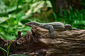 Monitor lizard (Varanus) on wood