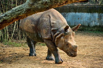 The Indian rhinoceros, also known as the greater one-horned rhino, is the largest rhino species on Earth. 