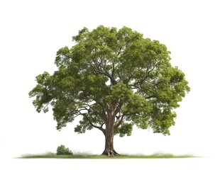 An illustration of a lush green tree with a large trunk