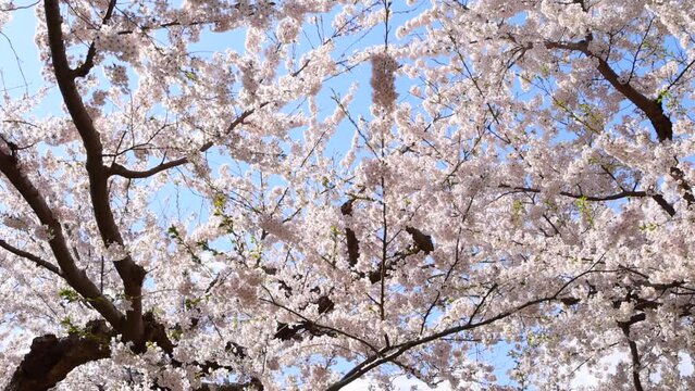 北海道函館の春-五稜郭公園の桜-
