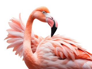 beautiful Flamingo isolated on a transparent background