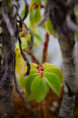 Bright Green Plant Macro Photography