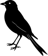 Silhouette bird full body black color only
