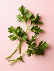 Photo of fresh parsley on isolated background