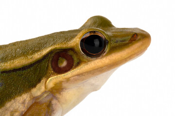 Closeup head of Common Green Frog (Hylarana erythraea). It lives in Southeast Asia and is also known as Green Paddy Frog, Red-eared Frog or Leaf Frog.