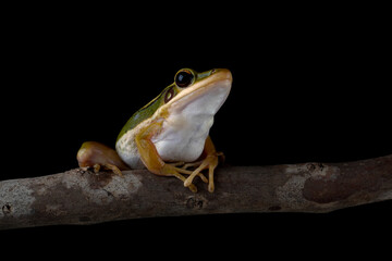 The Common Green Frog (Hylarana erythraea). It lives in Southeast Asia and is also known as Green Paddy Frog, Red-eared Frog or Leaf Frog.