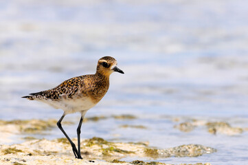 Pacific golden plover // Pazifischer Goldregenpfeifer, Sibirischer Goldregenpfeifer (Pluvialis fulva)