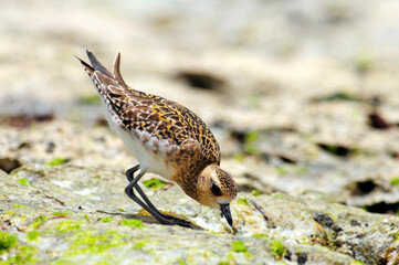 Pacific golden plover // Pazifischer Goldregenpfeifer, Sibirischer Goldregenpfeifer (Pluvialis fulva)