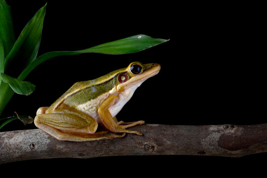 The Common Green Frog (Hylarana erythraea). It lives in Southeast Asia and is also known as Green Paddy Frog, Red-eared Frog or Leaf Frog.