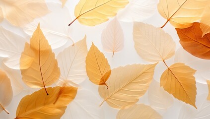 Fototapeta premium autumn leaves, natural beauty