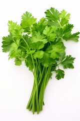 green celery leaves isolated on a white background. a bunch of greenery.