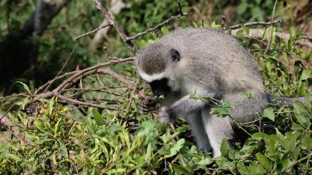 Vervet monkey feeding on some greens