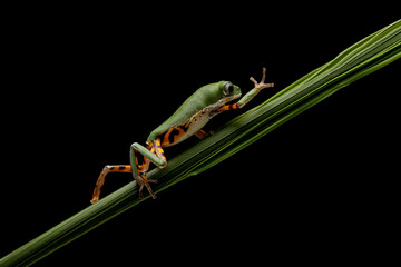 The Orange-legged Leaf Frog or Tiger-legged Monkey Frog (Pithecopus hypochondrialis).