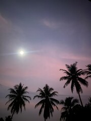 Night sky against with coconut trees, romantic moments 