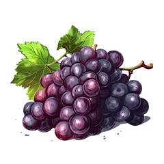 Fototapeta premium Black grapes isolated on white background 