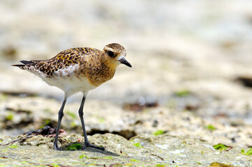 Pazifischer Goldregenpfeifer, Sibirischer Goldregenpfeifer // Pacific golden plover (Pluvialis fulva) - Neukaledonien