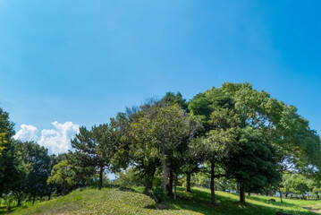 Fototapeta na wymiar 夏の青空と雲　公園の緑の木々