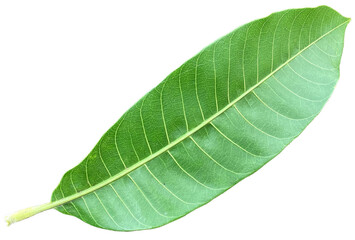 green mango leaf isolated on white