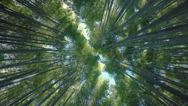 Rotating shot of bamboo forest, camera looking up