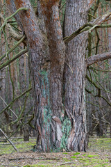 Close-up of a large trunk of an old pine tree.