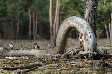 Dry and fallen trees in the forest.