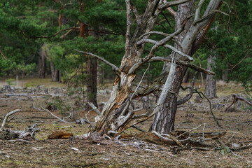 Dry and fallen trees in the forest.