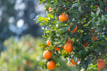 Plantation d'orangers en Tunisie