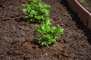 Chrysanthemum seedlings grow in a bed in the garden