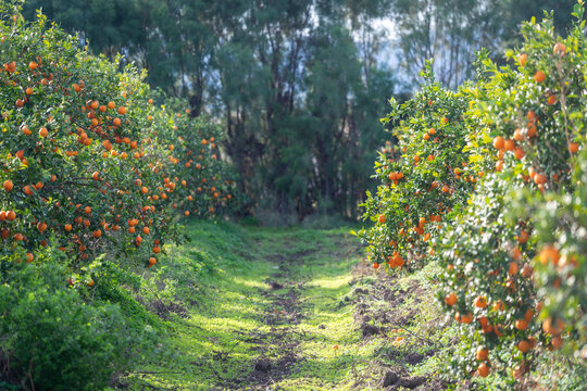 Plantation d'orangers en Tunisie