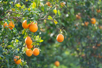 Plantation d'orangers en Tunisie