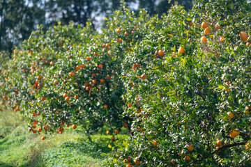 Plantation d'orangers en Tunisie