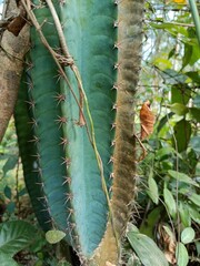 Cereus jamacaru, known as mandacaru or cardeiro, is a cactus native to central and eastern Brazil....